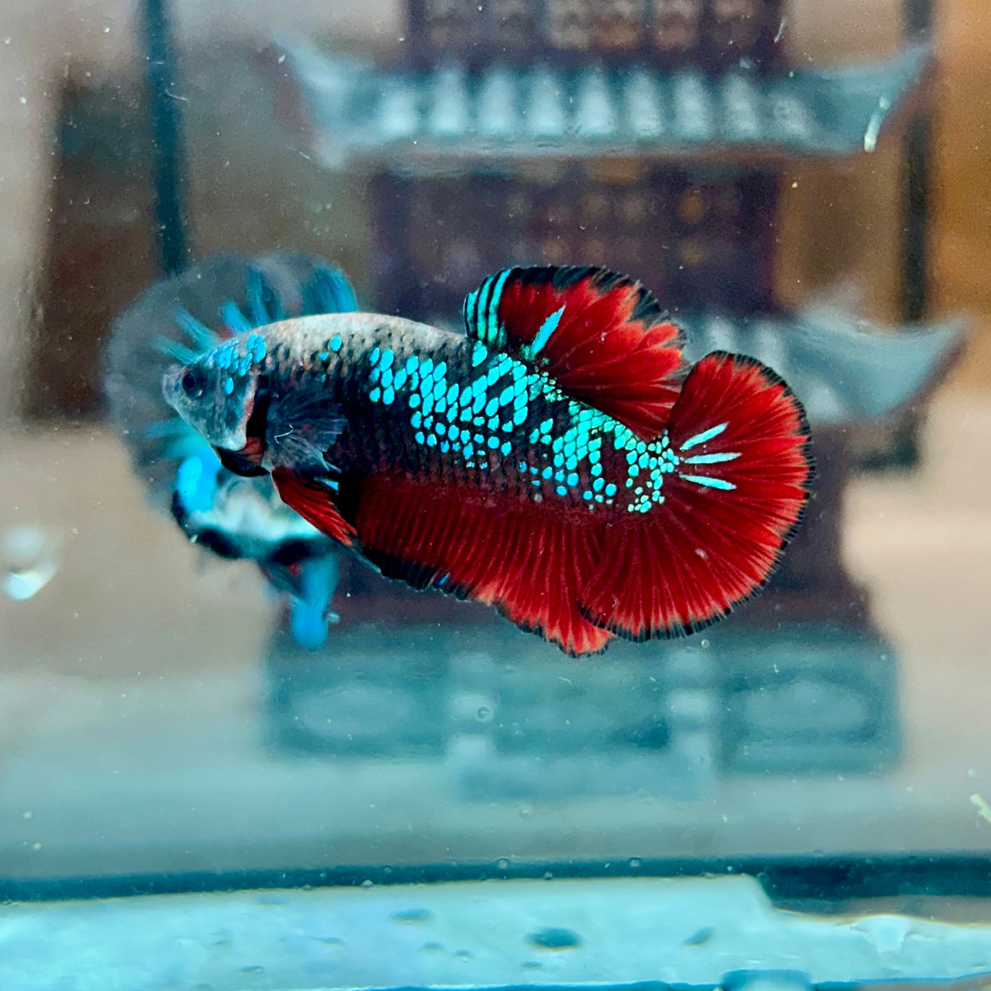 Avarta Vampire Plakat - Male Betta 116