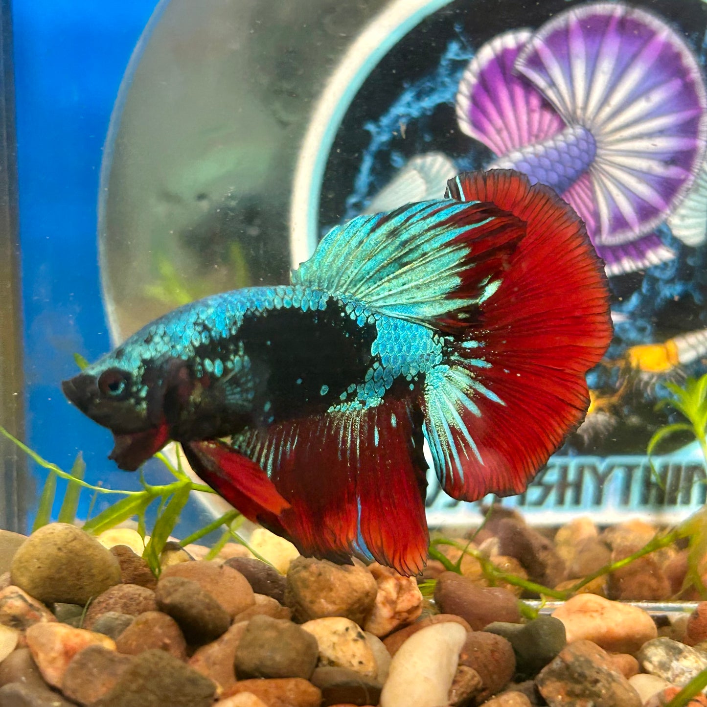 Avarta Vampire Halfmoon - Male Betta 097