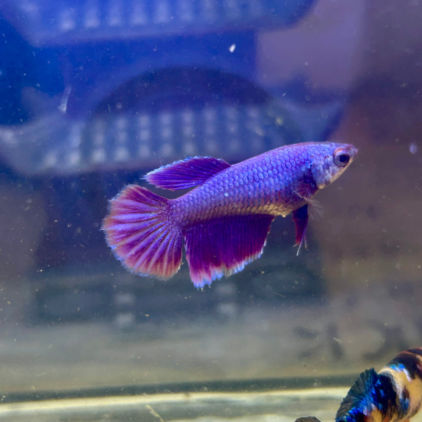 Purple Pink Halfmoon - Female Betta 041