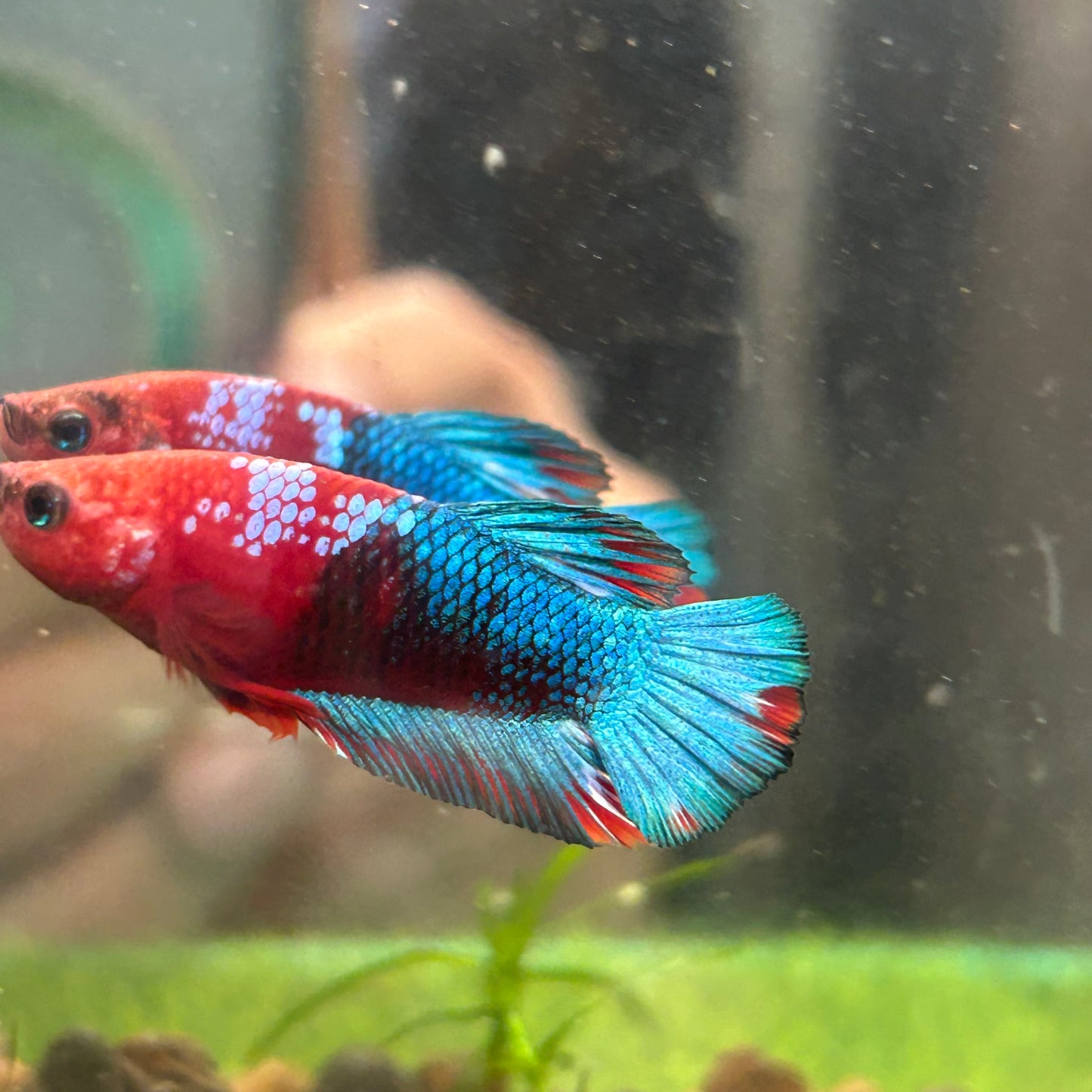 Red Fancy Plakat - Male Betta 104