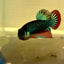 Wild Imbellis Plakat - Male Betta A59