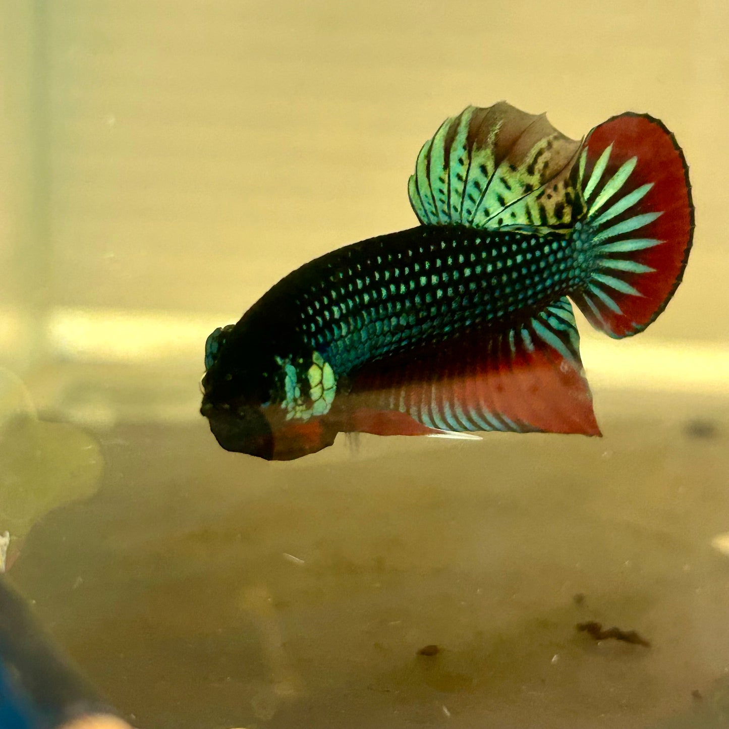 Wild Imbellis Plakat - Male Betta A59