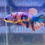 Multicolor Koi Plakat - Female Betta 008