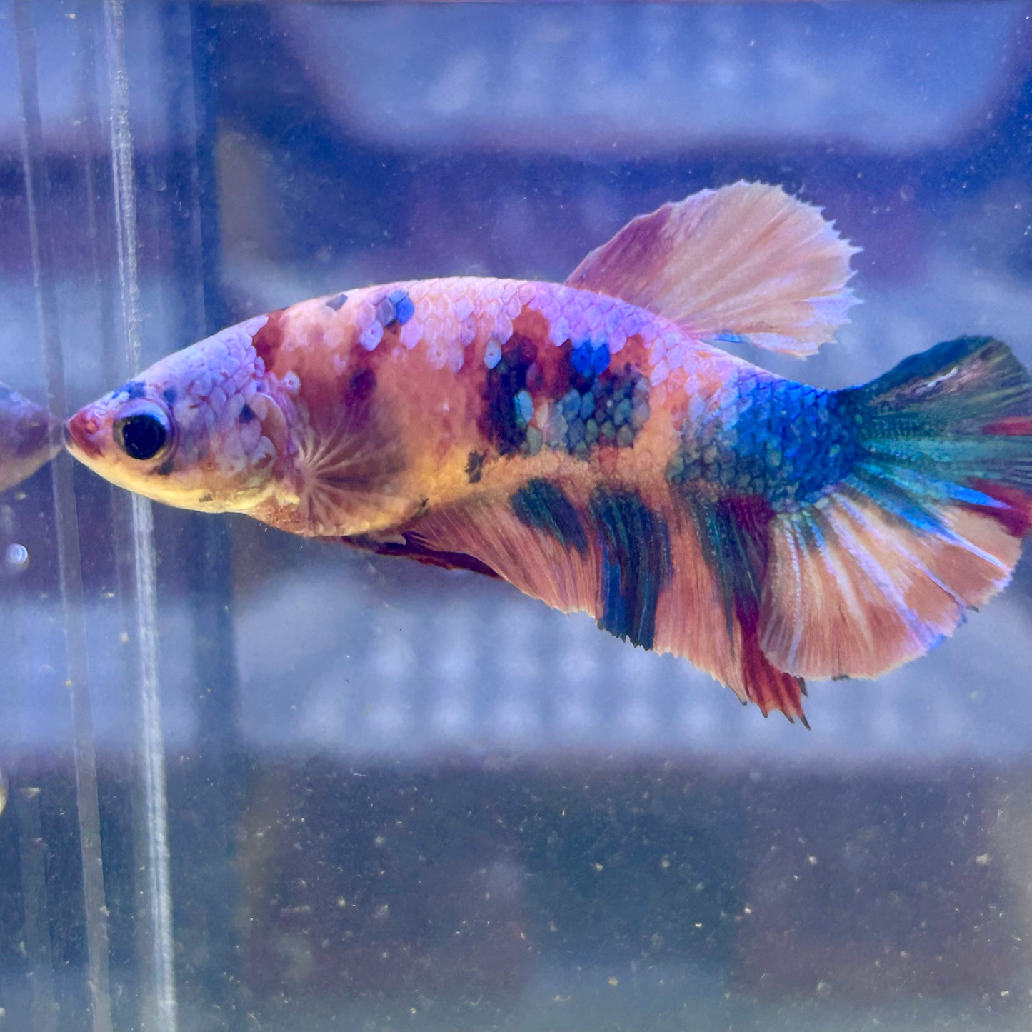 Multicolor Koi Plakat - Female Betta 008