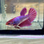 Purple Pink Halfmoon - Female Betta PF1