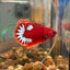 Red Fancy Hellboy Plakat - Male Betta 007