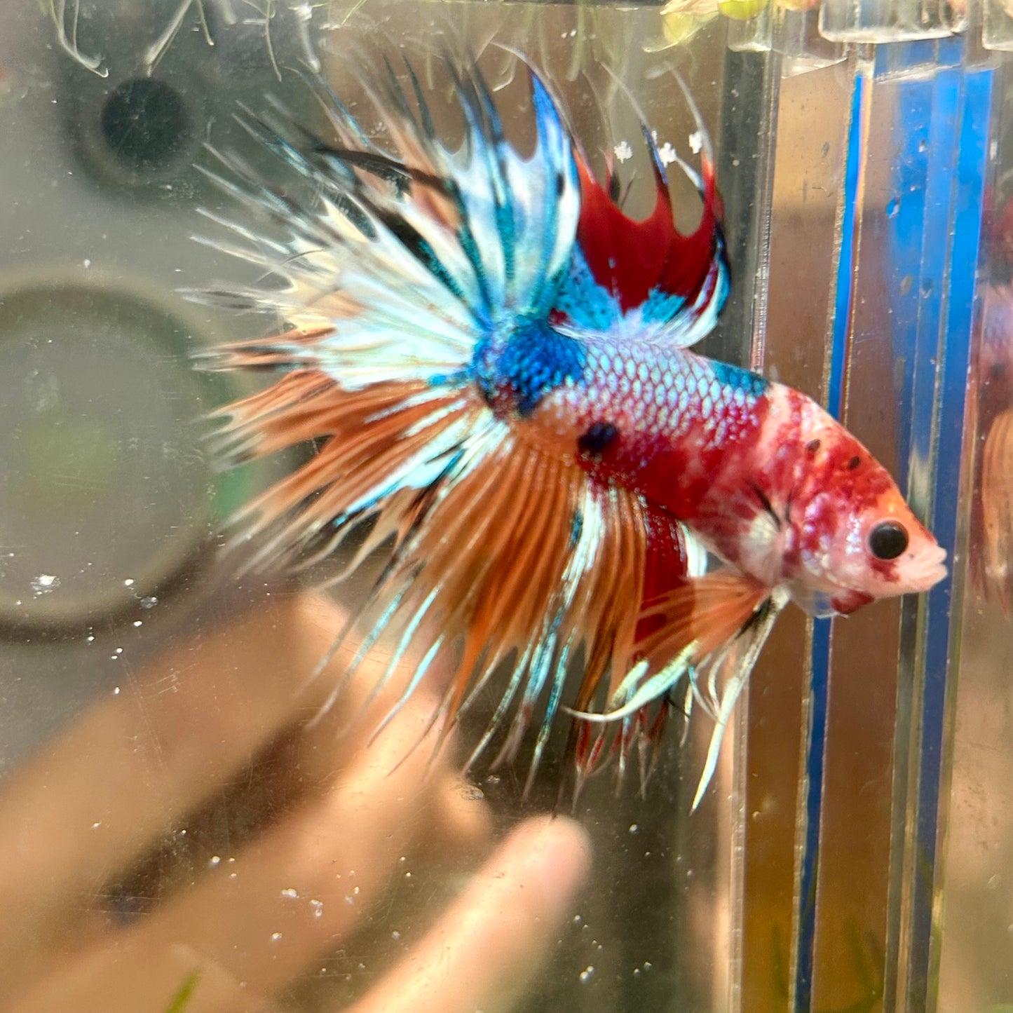 Multicolor Koi Crowntail - Male Betta 137