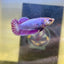 Purple Pink Plakat - Female betta 033