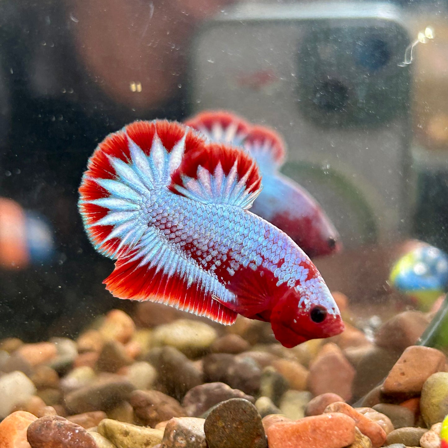 Red Fancy Copper Plakat - Male Betta 120