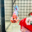 Plakat Koi White Candy Male Betta #123
