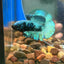 Avarta Turquoise Plakat - Male Betta 068 - Homebred