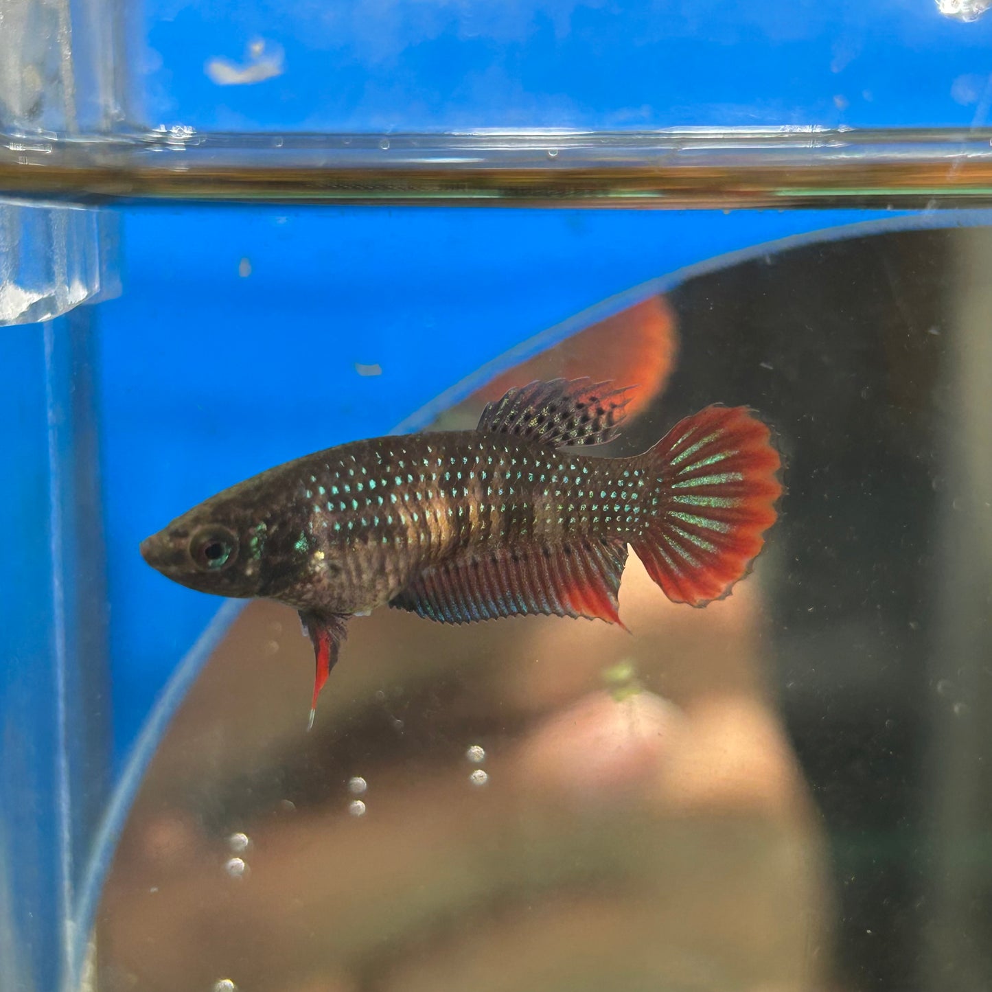 Red Blue Wild Imbellis - Female Betta 095