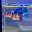 Multicolor Koi Plakat - Female Betta 086