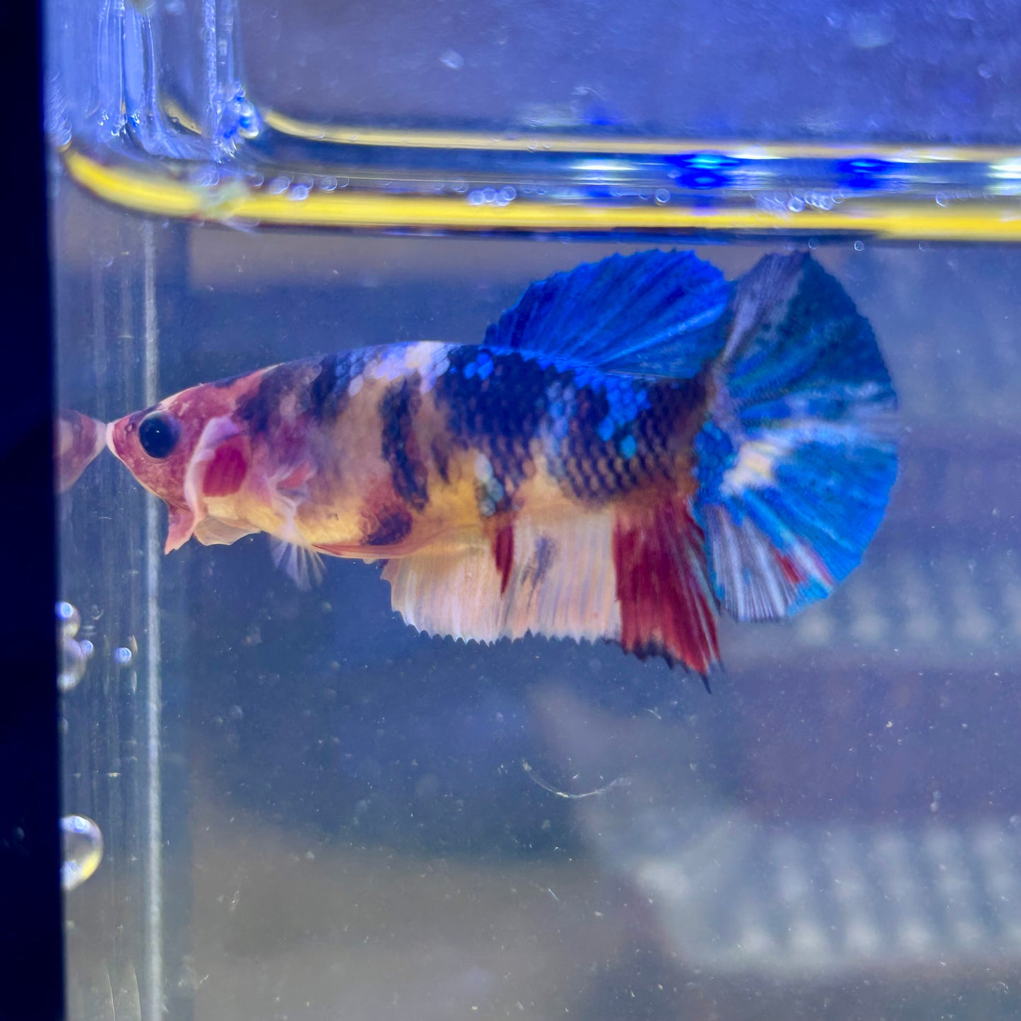 Multicolor Koi Plakat - Female Betta 086