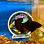 Blacklight Avarta Plakat - Male Betta 052