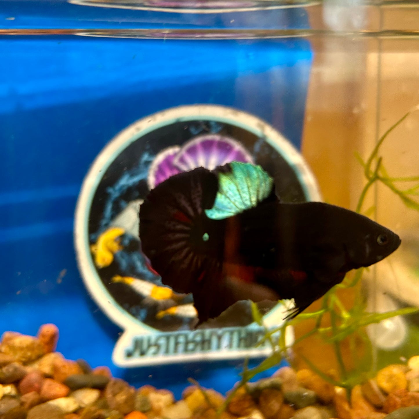 Blacklight Avarta Plakat - Male Betta 052