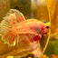 Red Fancy Halfmoon - Male Betta 123