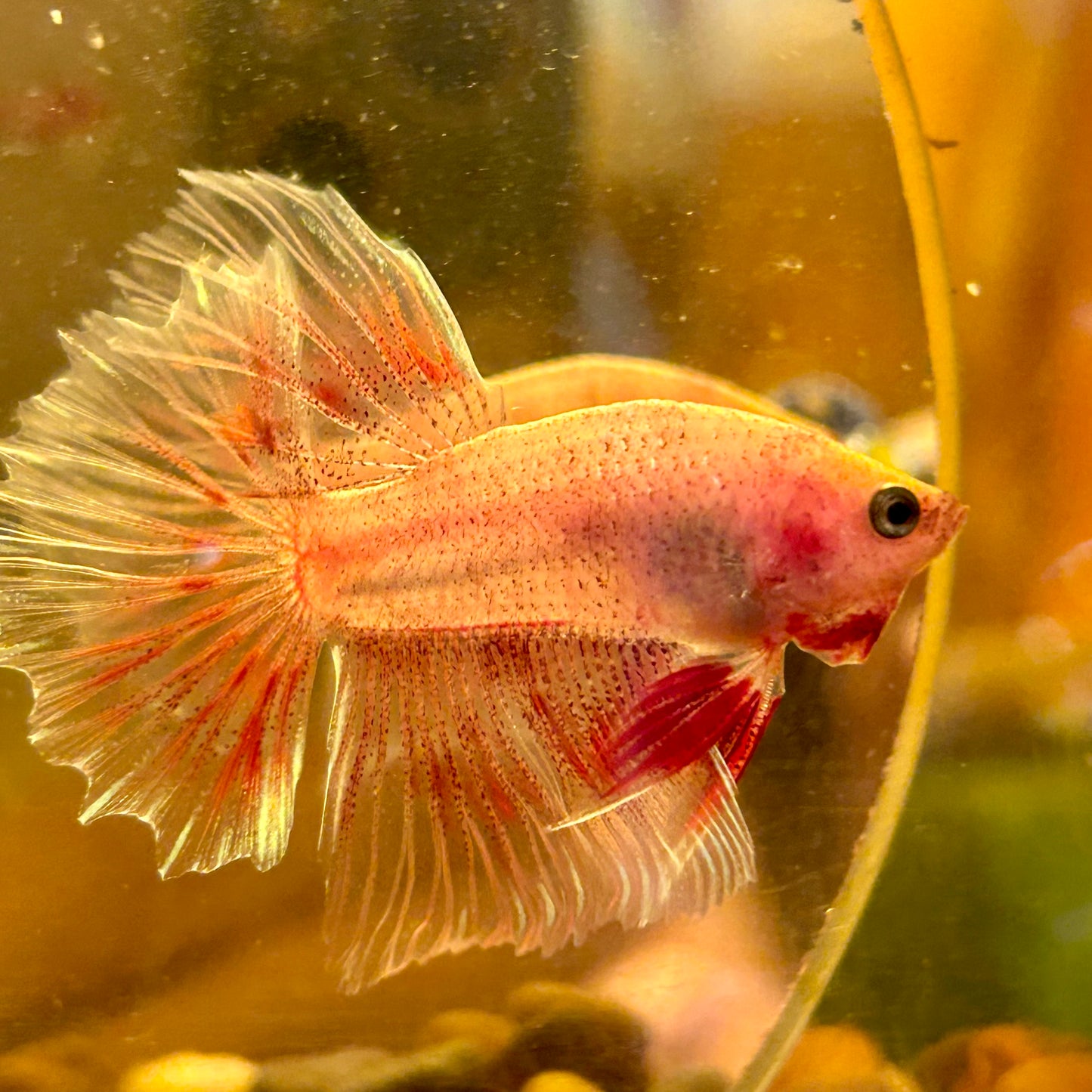 Red Fancy Halfmoon - Male Betta 123