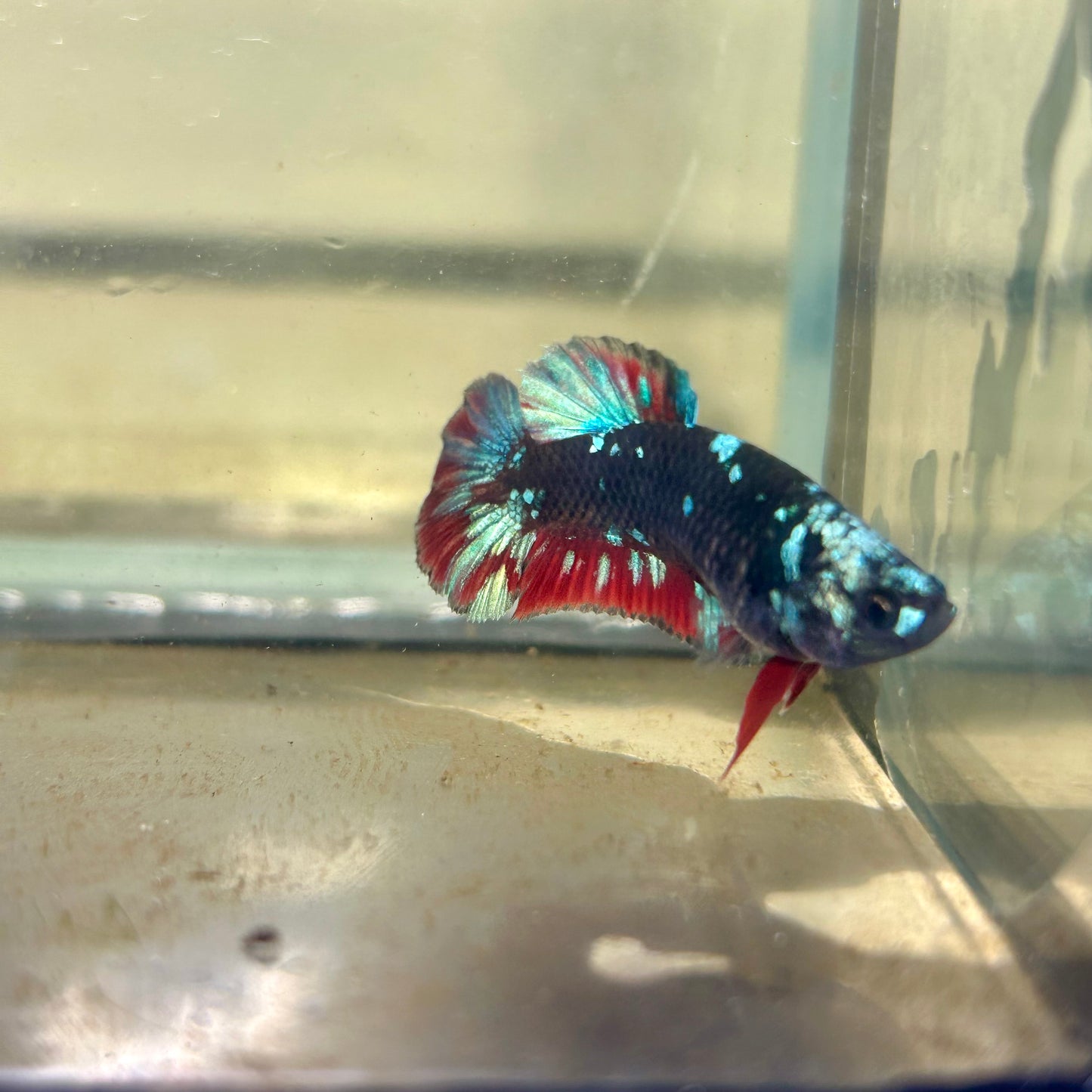 Avarta Gordon Plakat - Female betta 088