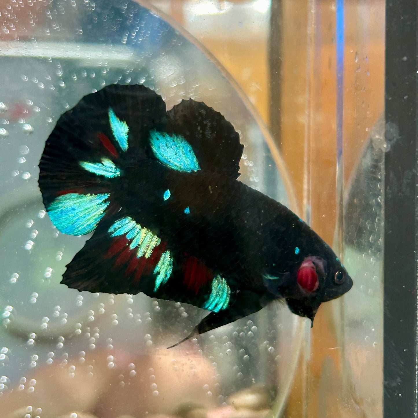 Avarta Nebula Plakat - Male Betta 044