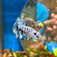 Blue Marble Dot Plakat - Male betta 015