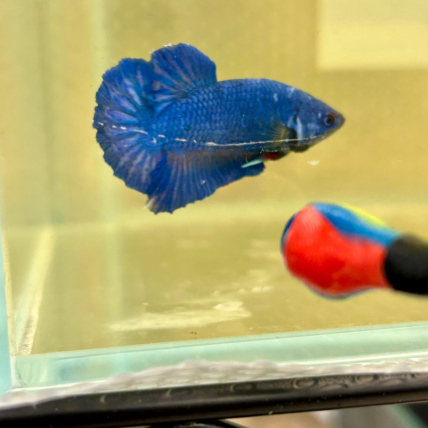 Super Blue Plakat - Male Betta 149