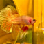 Red Fancy Halfmoon - Male Betta 123