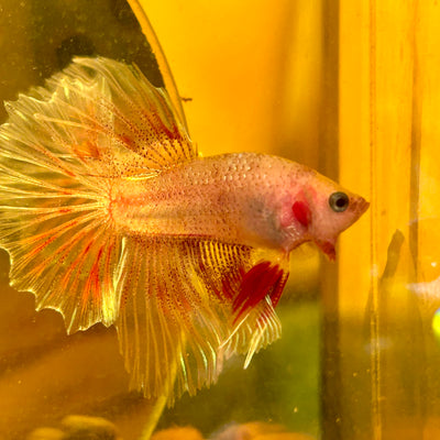 Red Fancy Halfmoon - Male Betta 123