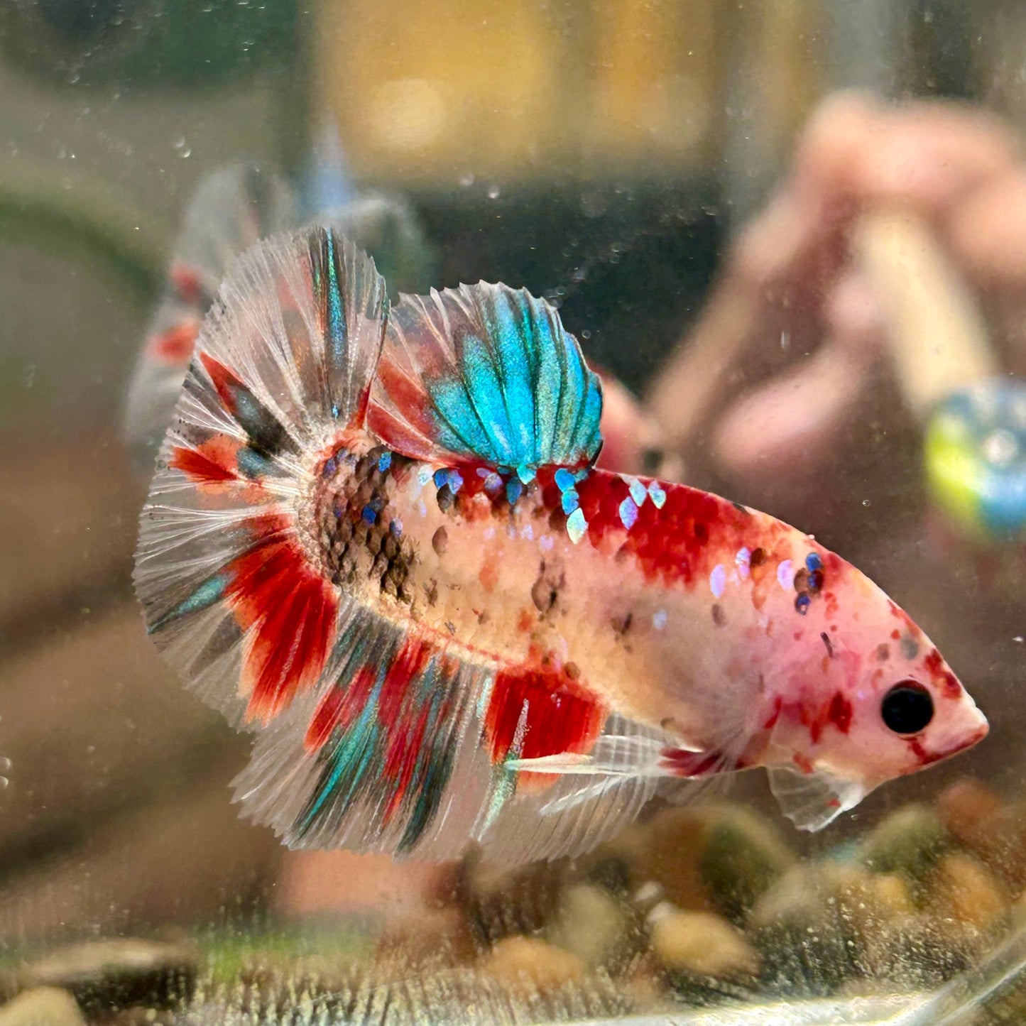 Multicolor Koi Galaxy Plakat - 100