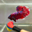 Red Koi Galaxy Plakat - Male Betta 174