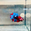 Plakat Red Koi Candy Male Betta #036