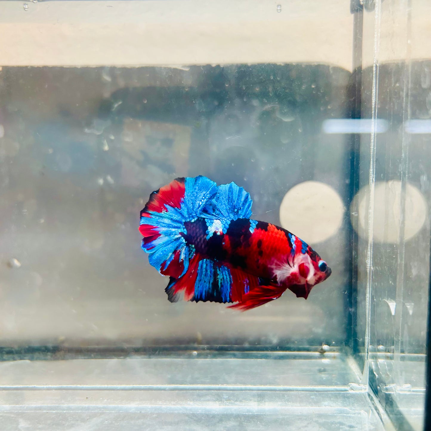 Plakat Red Koi Candy Male Betta #036