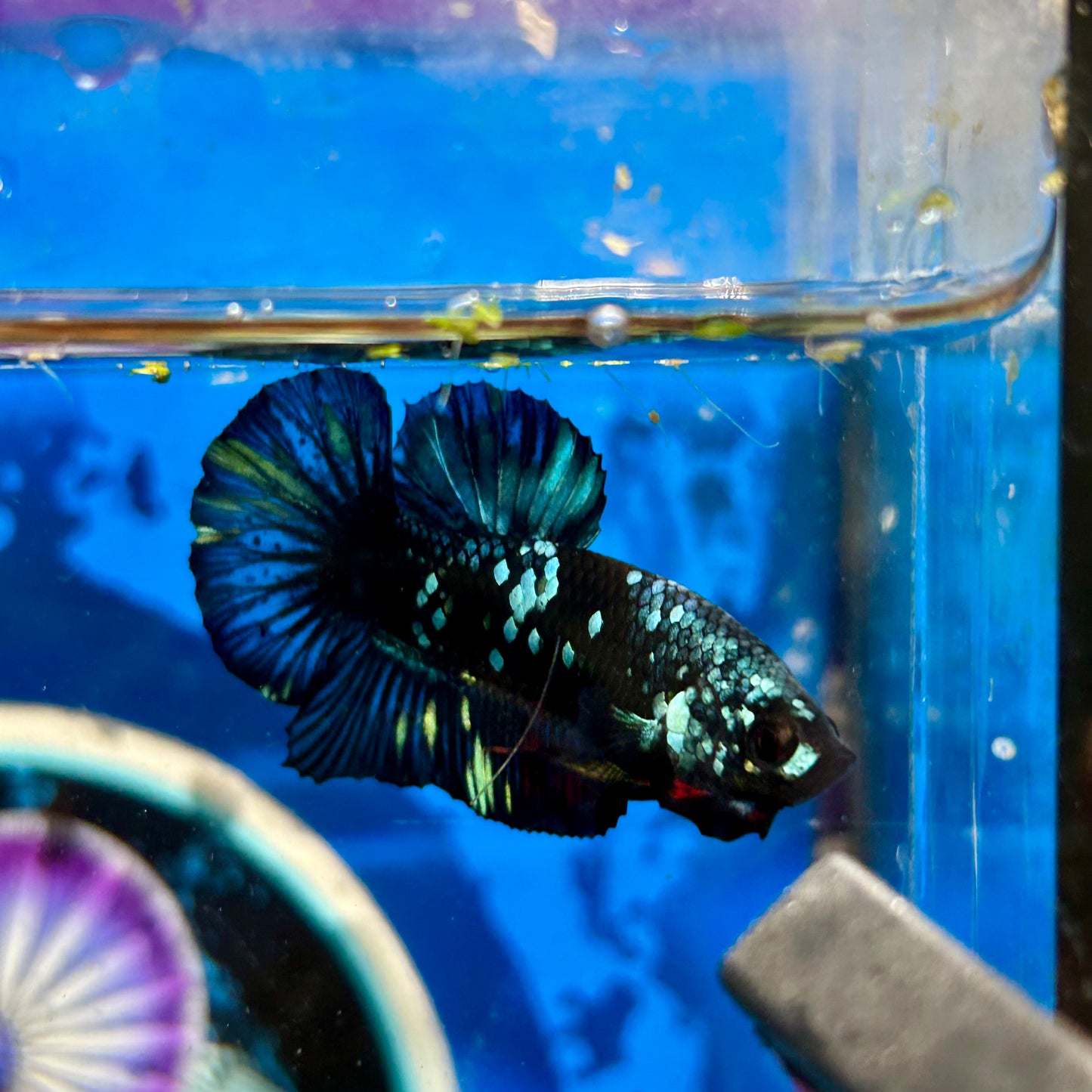 Avarta Nebula Plakat - Male Betta 037