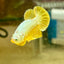 Yellow Dragon Plakat - Male betta 096