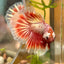 Red Gold Fancy Copper Halfmoon - Male Betta 116