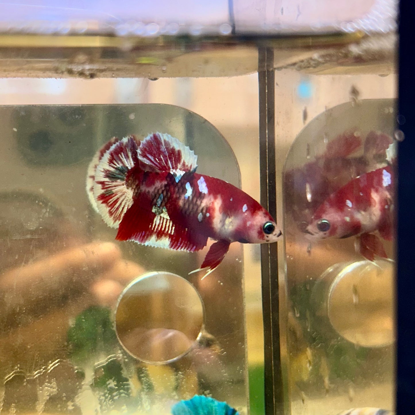 Koi Red Galaxy Plakat - Hembra Betta 35 Grado de criador