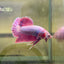 Purple Pink Plakat- Male Betta 165
