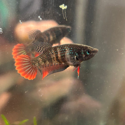 Red Blue Wild Imbellis - Female Betta 095