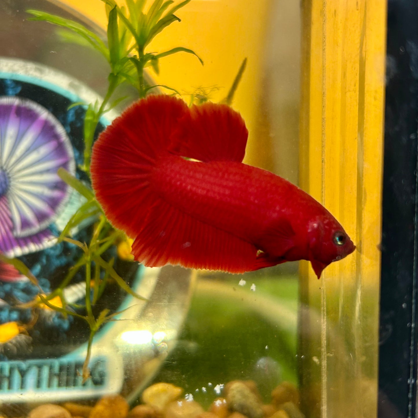 Super Red Plakat - Male Betta 044