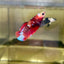 Koi Red Galaxy Plakat - Female Betta 142