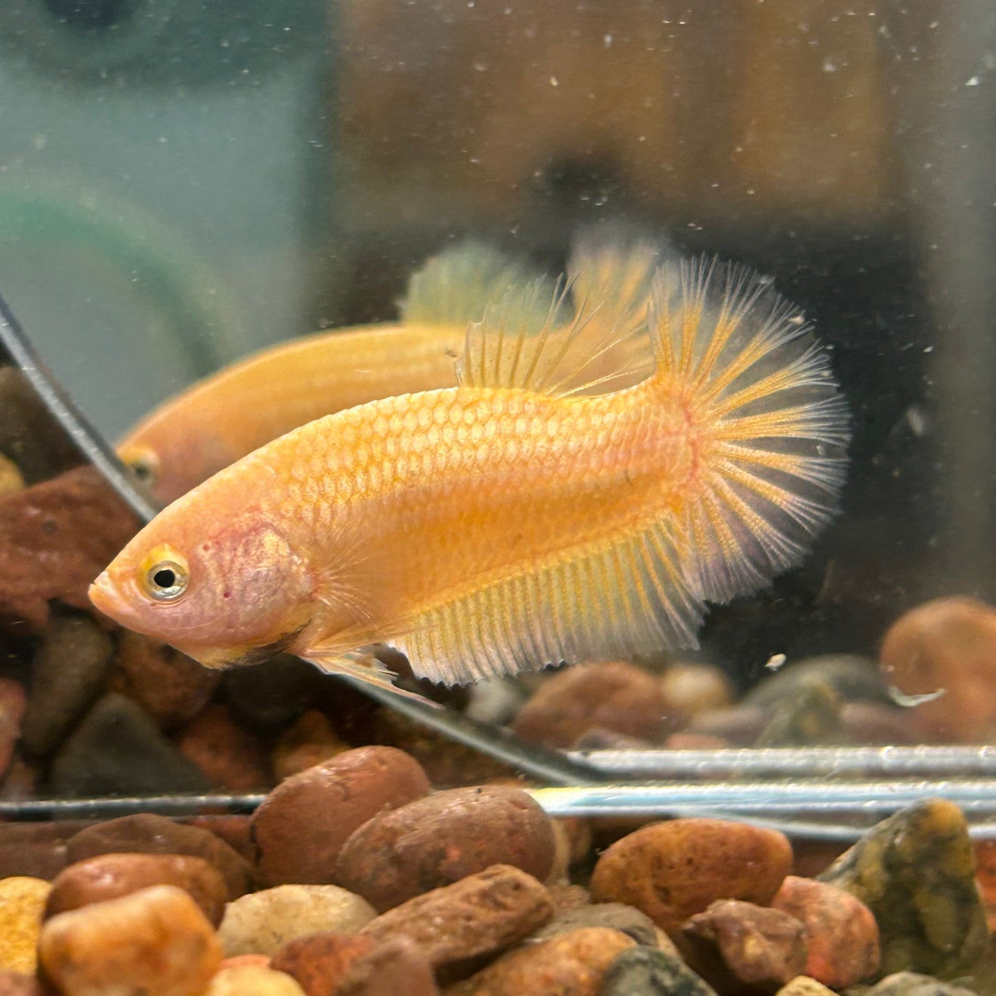 Gold Vanda Plakat - Female Betta 150