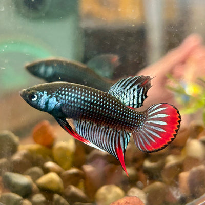 Wild Imbellis Grey - Male Betta 089