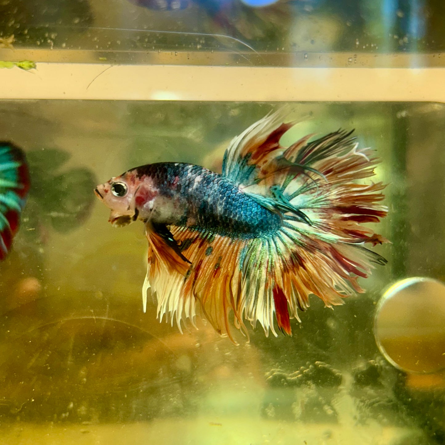 Koi Crowntail - Male Betta 142