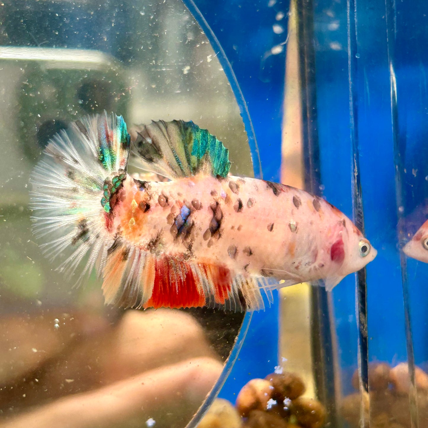 Multicolor Koi Giant Plakat - Female Betta 103