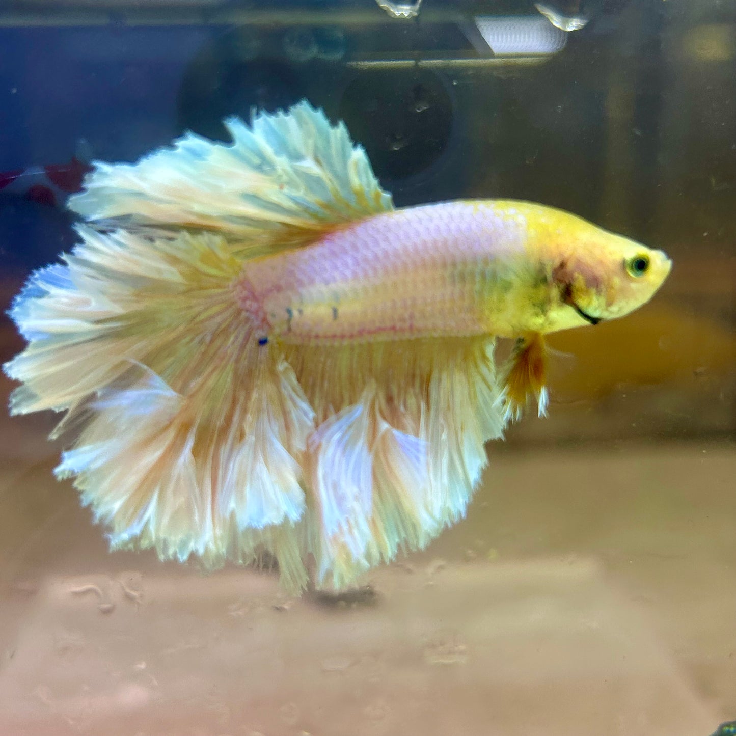 Yellow Feather- Male Betta FM2