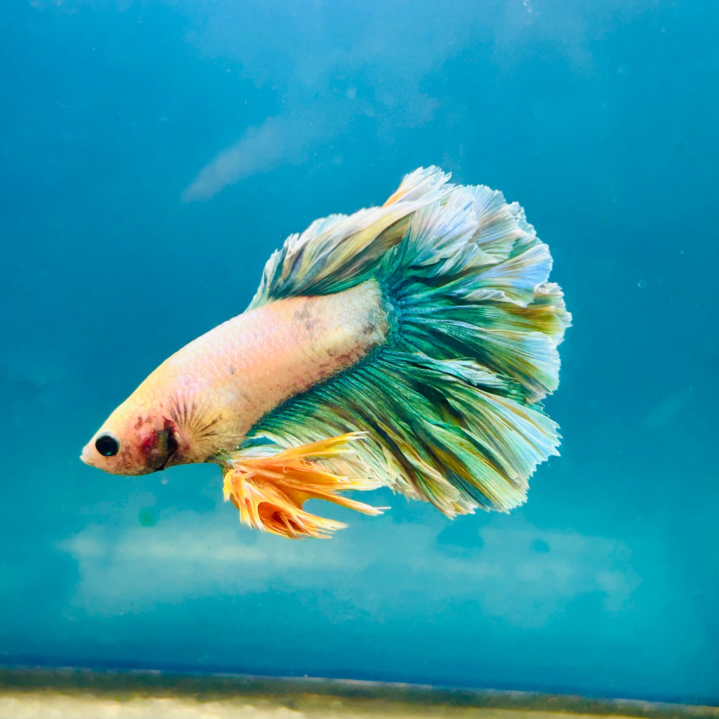 Feather Tail Light Blue King - Male Betta 180