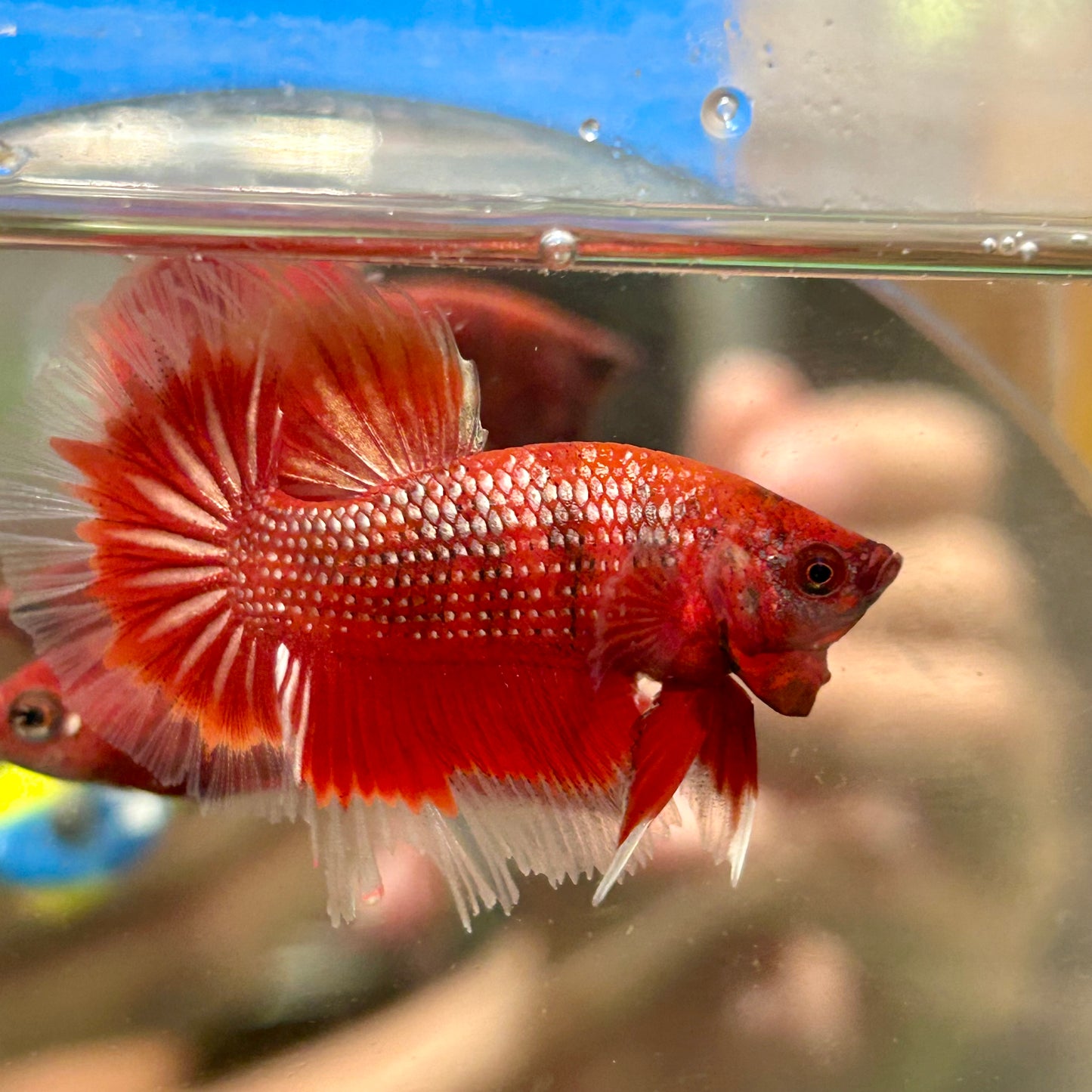 Red Fancy Halfmoon - Male Betta 090