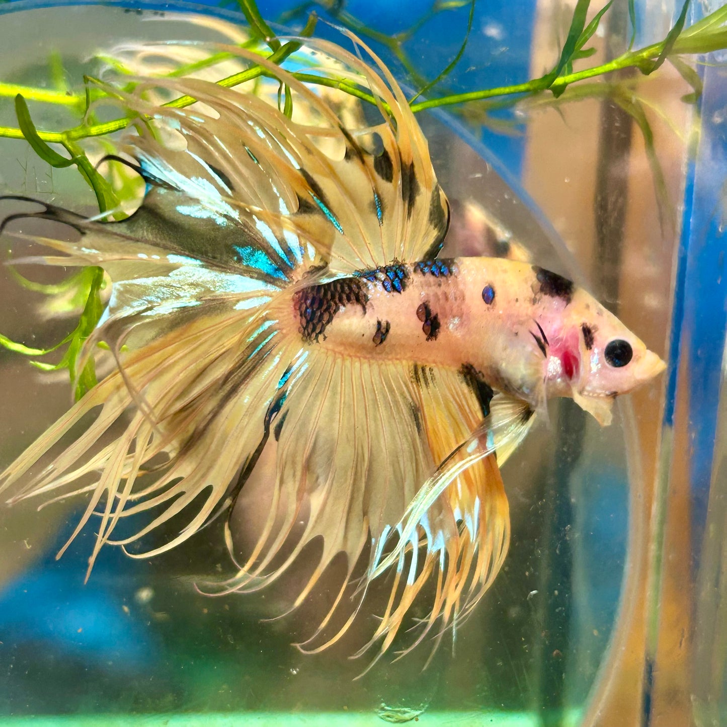 Tiger Koi Crowntail - Male Betta 091