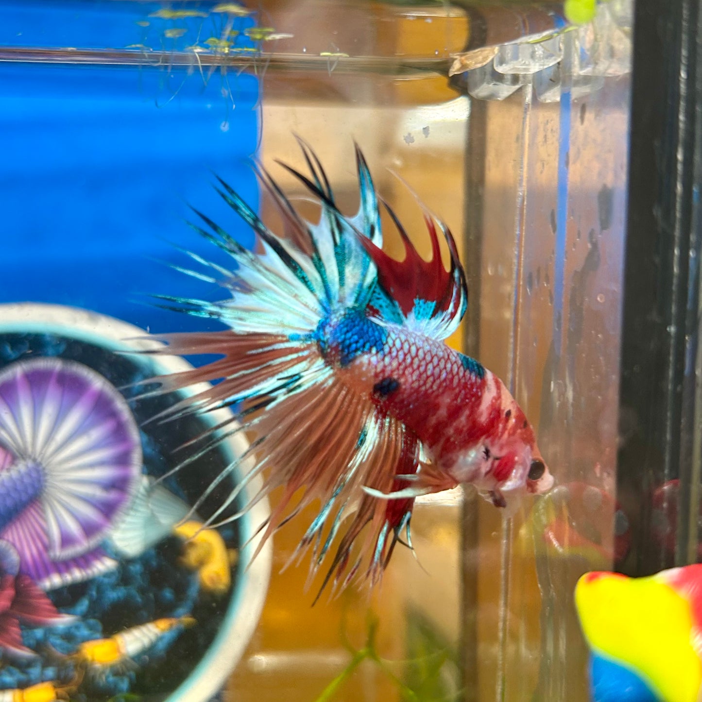 Multicolor Koi Crowntail - Male Betta 137