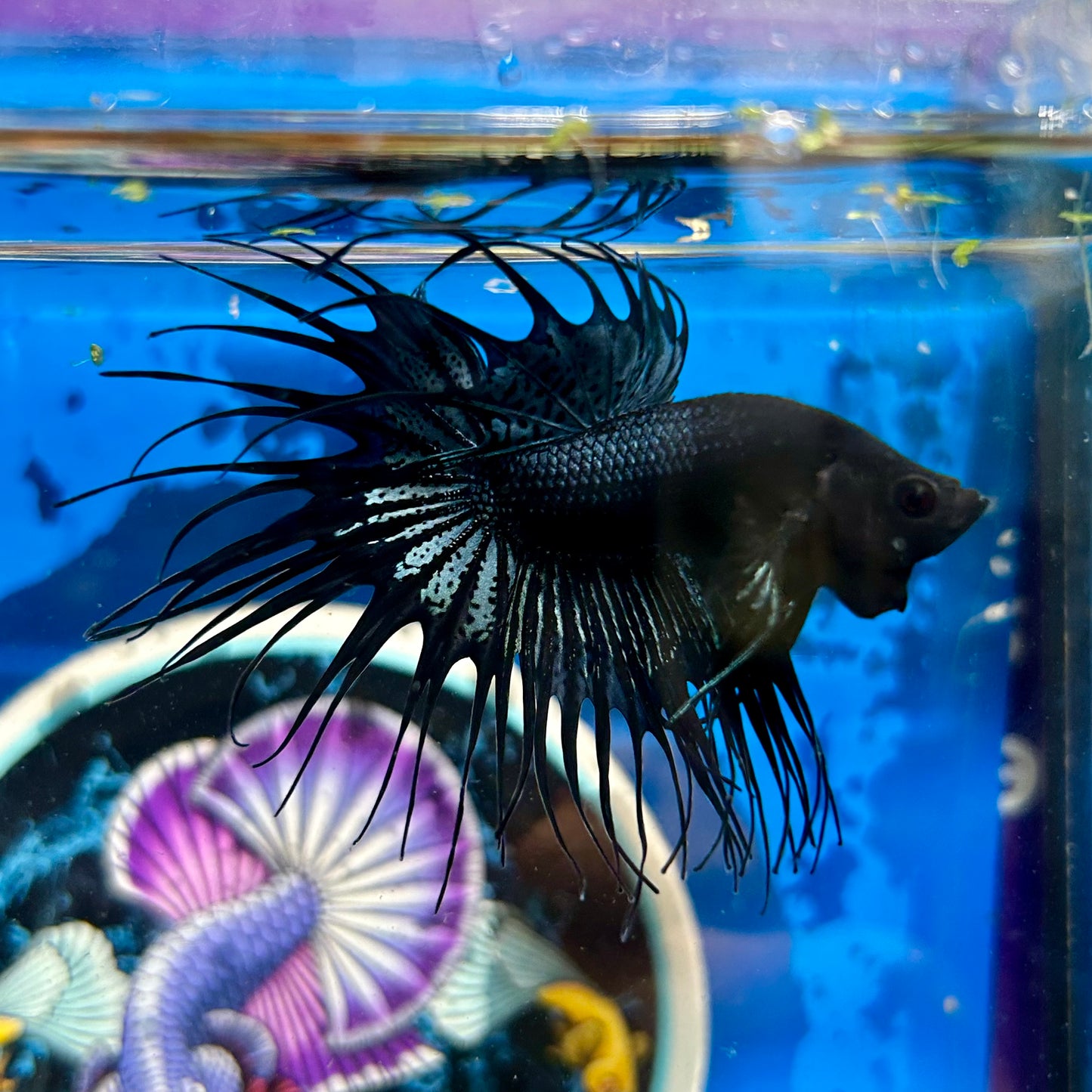 Black Orchid Crowntail - Male Betta 058